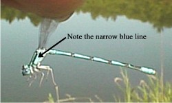Double-striped Bluet