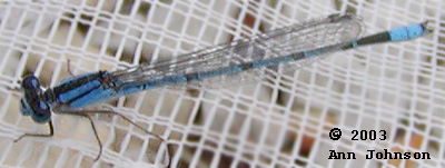 Familiar Bluet