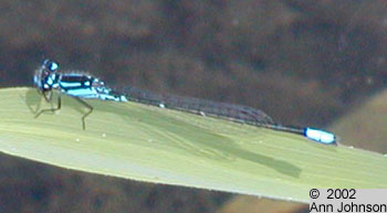 Skimming Bluet