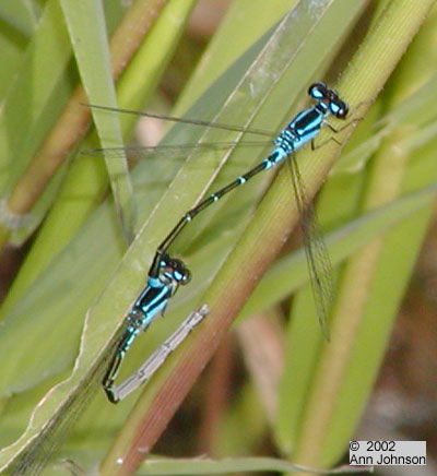 Skimming Bluet