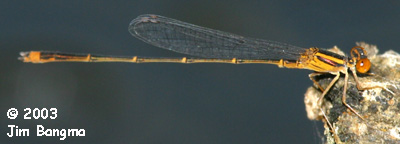 Orange Bluet