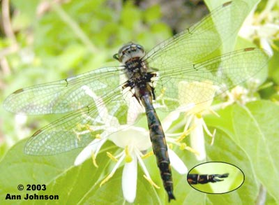 Common Baskettail