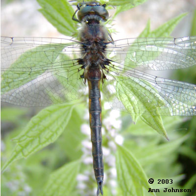 Common Baskettail