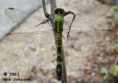 Eastern Pondhawk