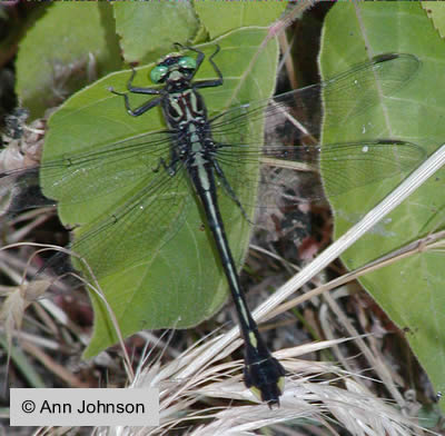 Cobra Clubtail