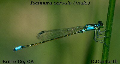 Pacific Forktail