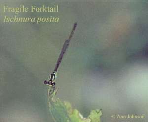 Fragile Forktail