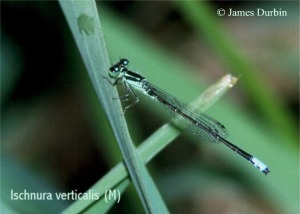 Eastern Forktail