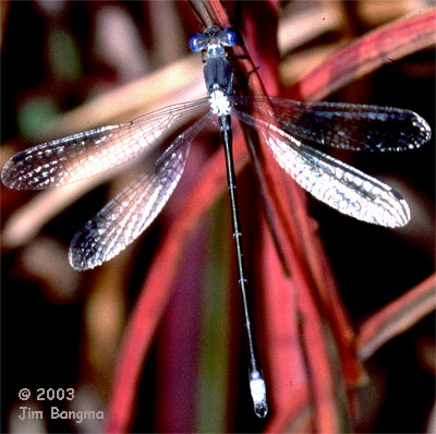Spotted Spreadwing