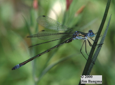 Emerald Spreadwing