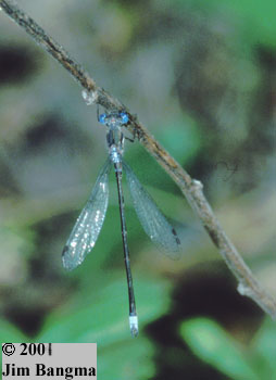 Sweetflag Spreadwing