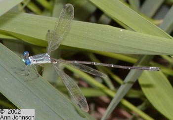 Slender Spreadwing