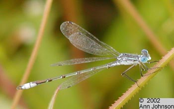 Lyre-tipped Spreadwing