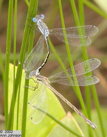 Lyre-tipped Spreadwing