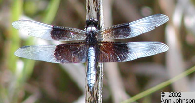 Widow Skimmer