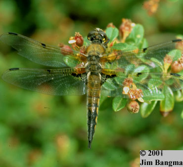 Four-spotted Skimmer