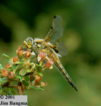 Four-spotted Skimmer