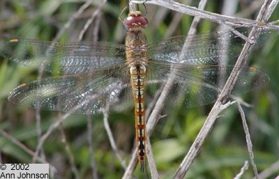 Wandering Glider