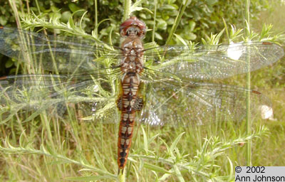 Spot-winged Glider