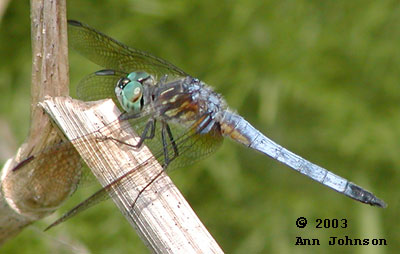 Blue Dasher