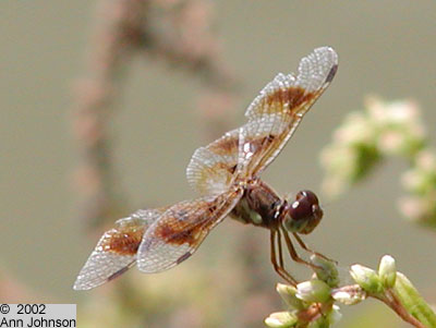 Eastern Amberwing