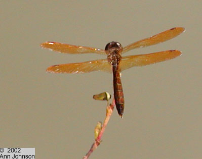Eastern Amberwing
