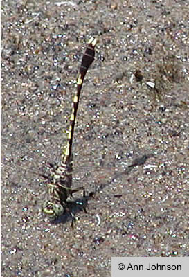 Common Sanddragon