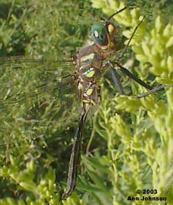 Plains Emerald