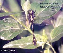 Riverine Clubtail