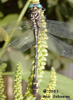 Elusive Clubtail