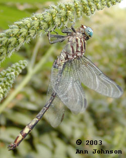 Elusive Clubtail