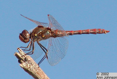 Variegated Meadowhawk