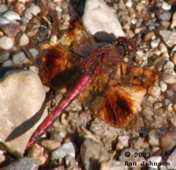 Western Meadowhawk