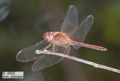 Autumn Meadowhawk
