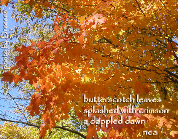 click on picture for full sized display
