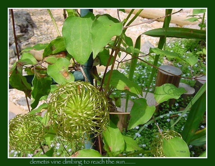 click on picture for full sized display