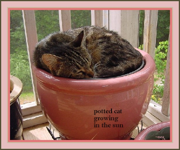 click on picture for full sized display