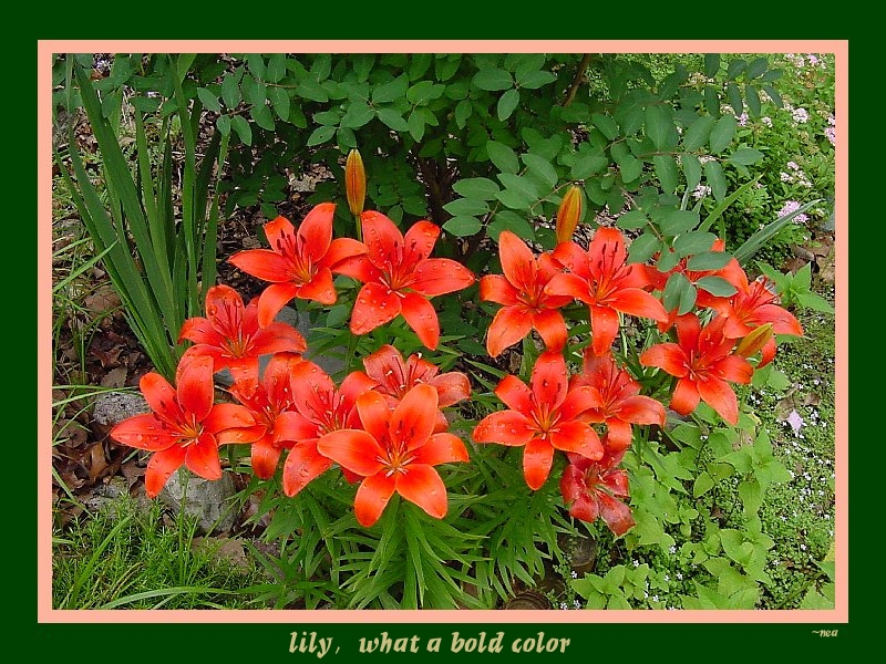 click on picture for full sized display