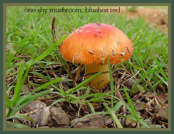 click on picture for full sized display