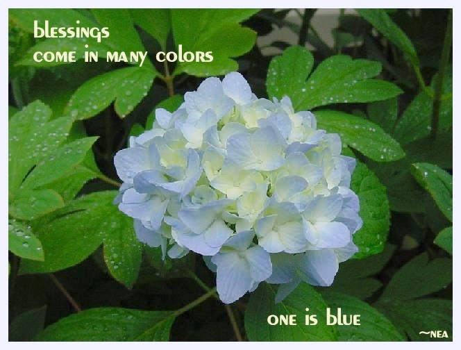 click on picture for full sized display