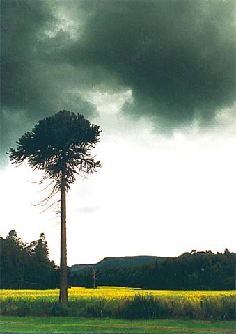 � Nik Watt