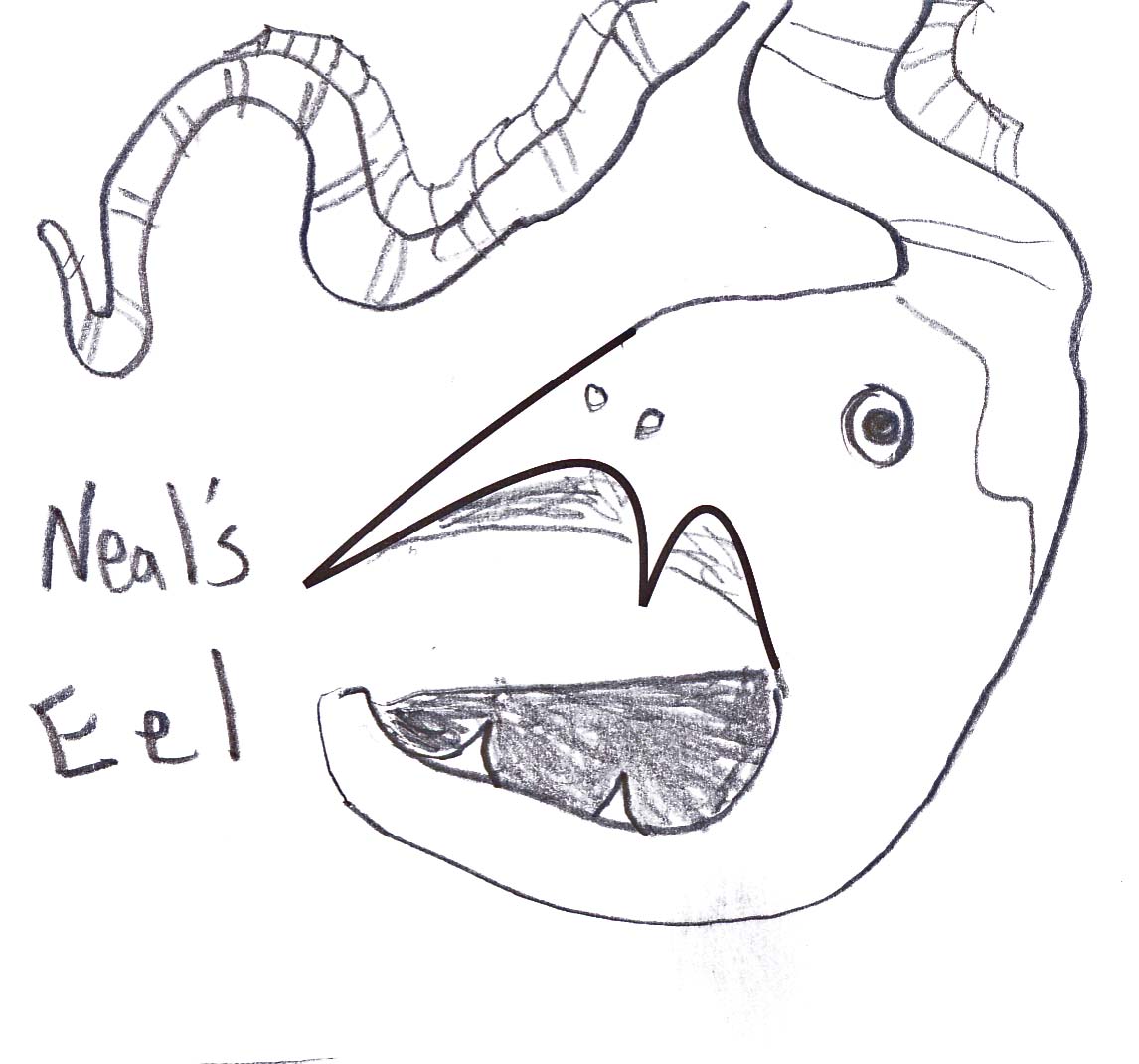 neal's eel