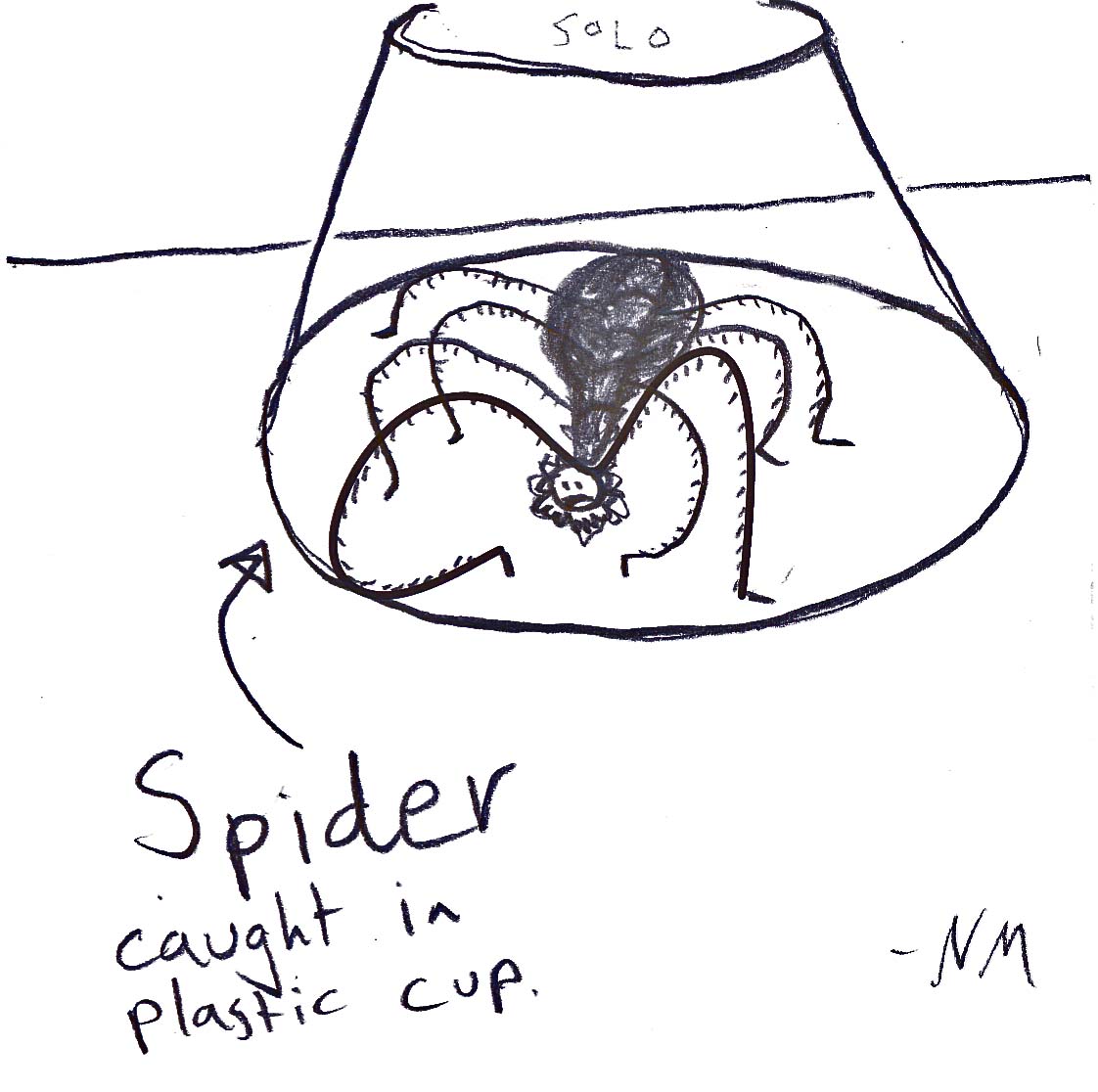 spider in plastic cup