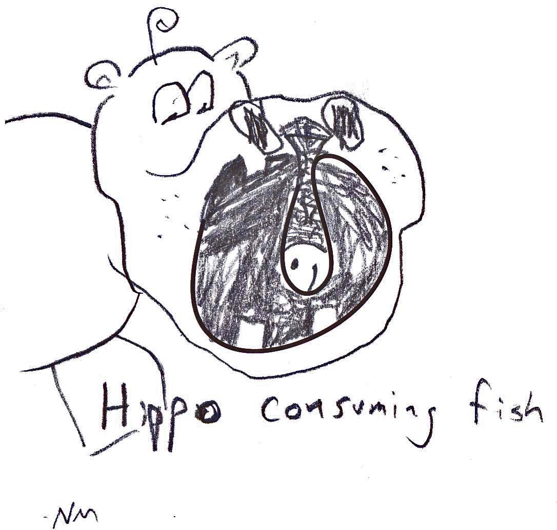 hippo consuming fish