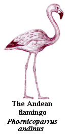 flamingo-Andean.gif (7620 bytes)