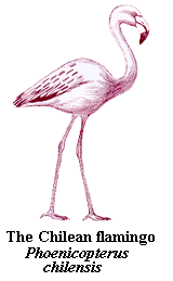 flamingo-Chilean.gif (7835 bytes)