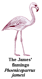 flamingo-James.gif (6795 bytes)