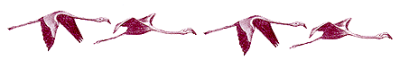 flamingos-1.gif (6009 bytes)