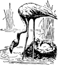 flamingos-2.gif (33697 bytes)