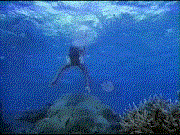 Neri Swimming
